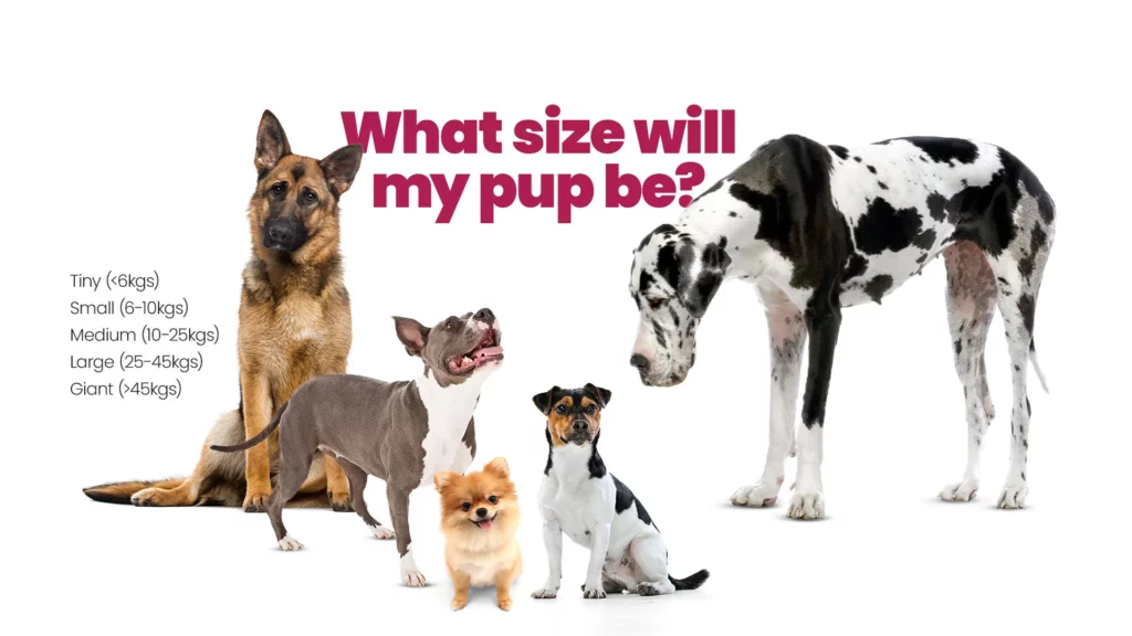pup-size